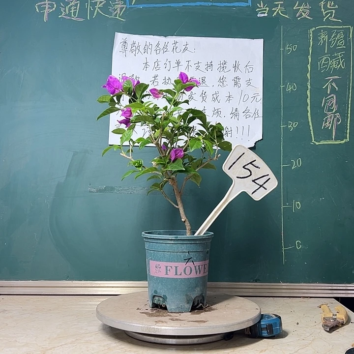 当前无花栽培后可以开花 六翼天使 154