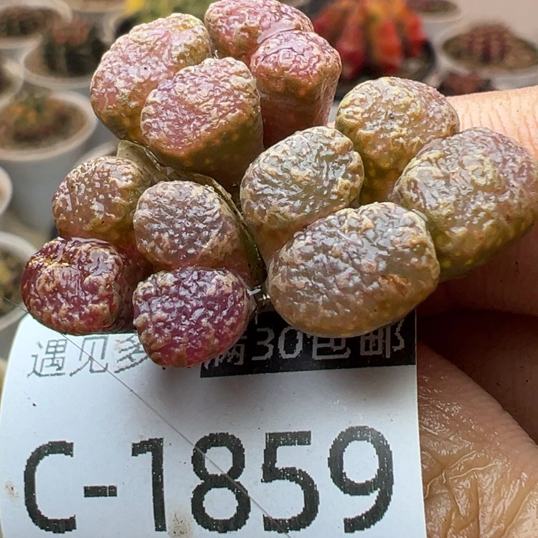 多肉植物111111111111