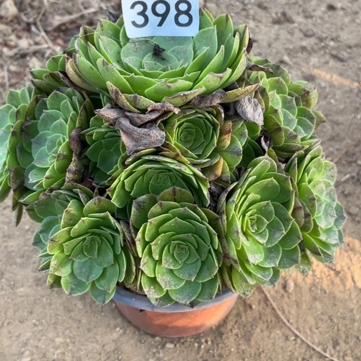 无花朵398多肉植物奶白