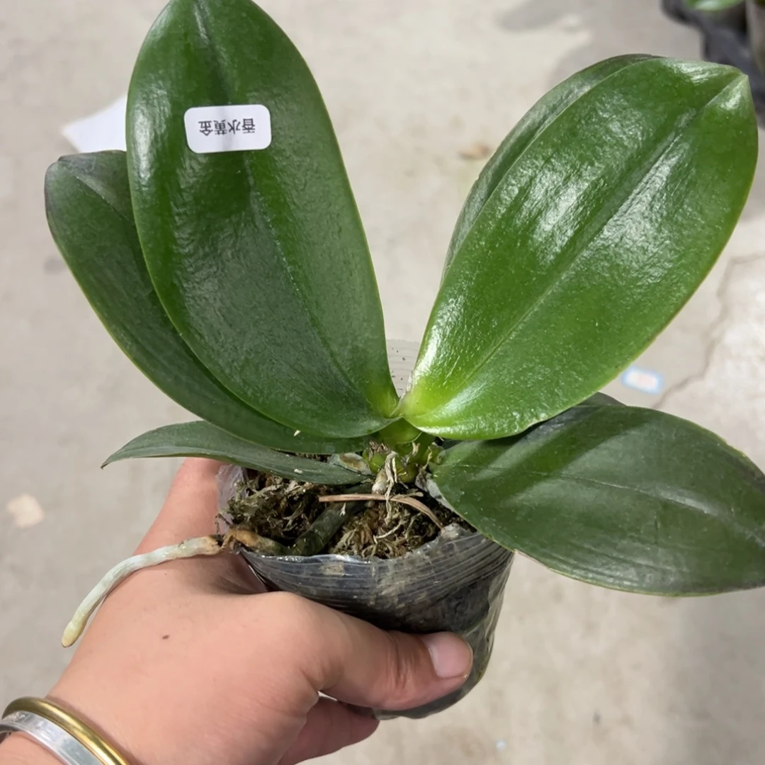 当前无花栽培后可以开花飞机苗香水黄金，凑单发货