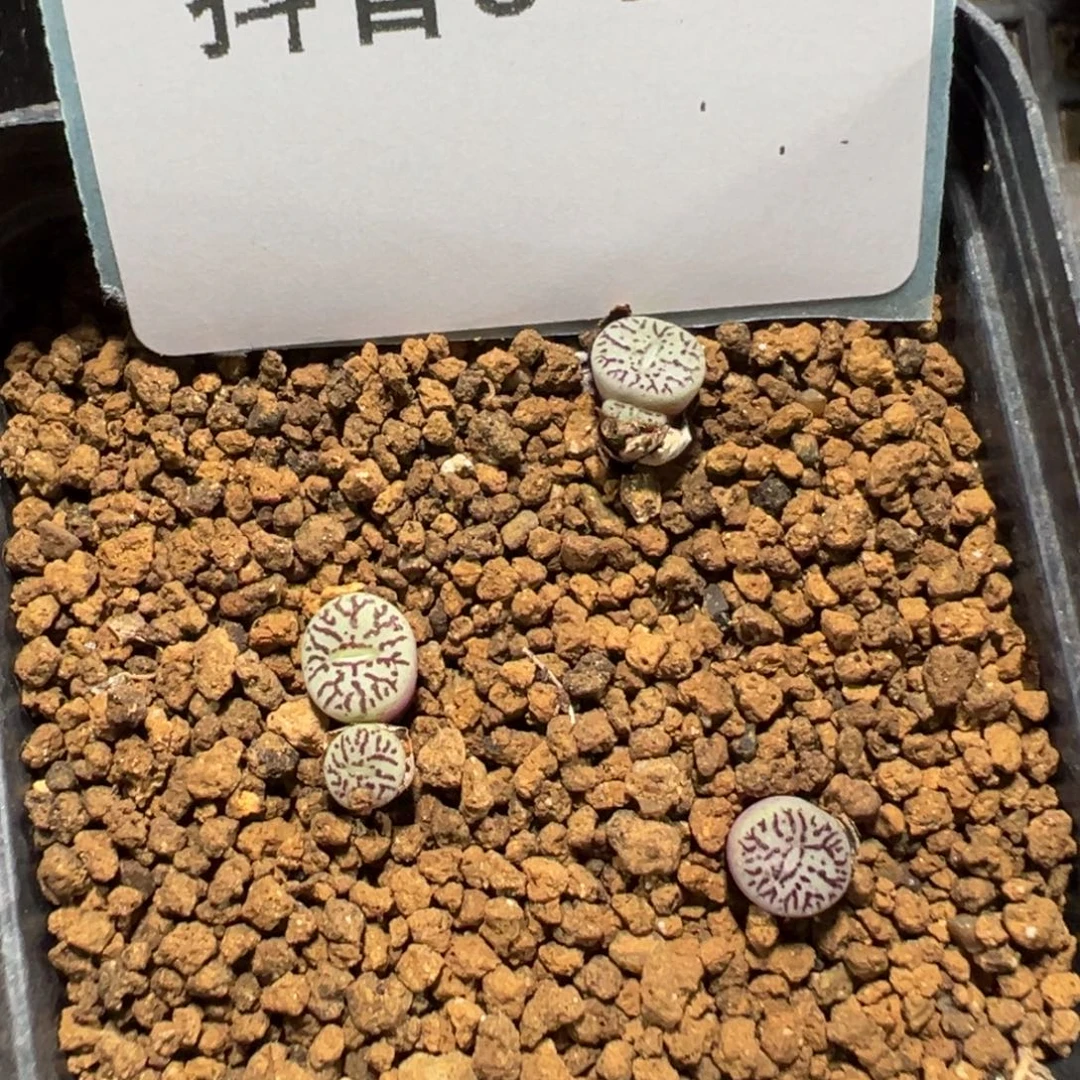 3-251肉锥多肉植物