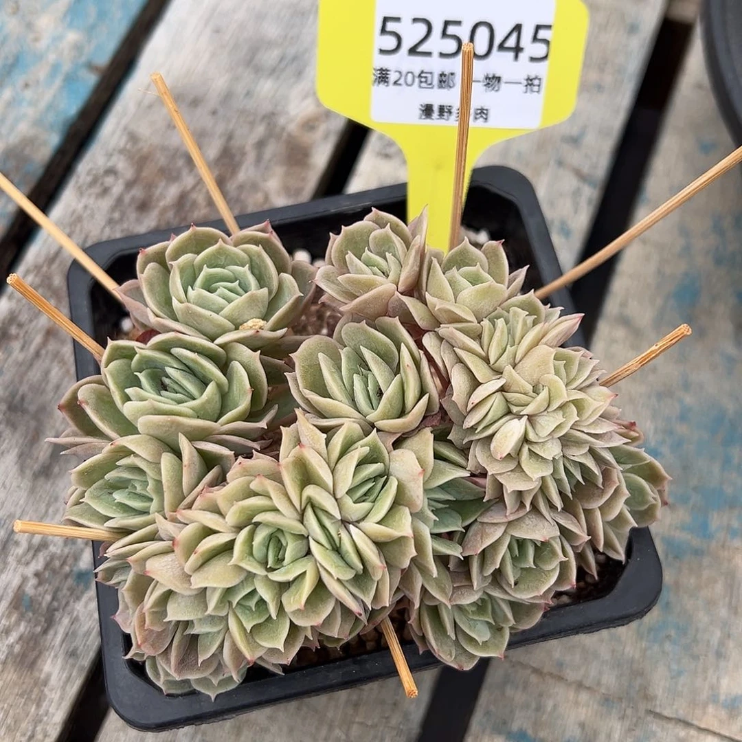 525045 昂斯诺板子朵朵缀老桩