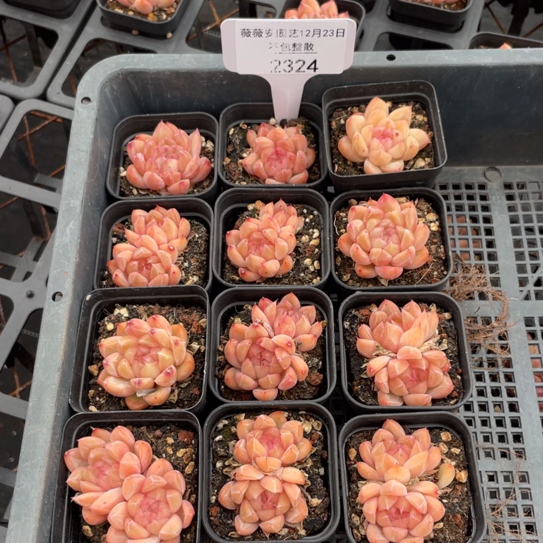 不包整散 盆子不售后2324