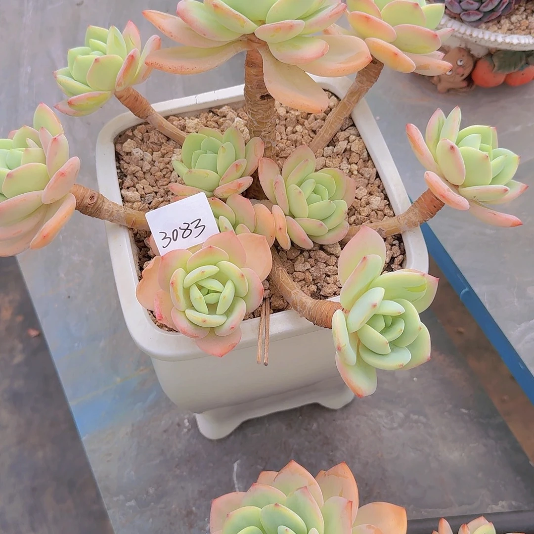 蘭***3083柚子茶多肉植物