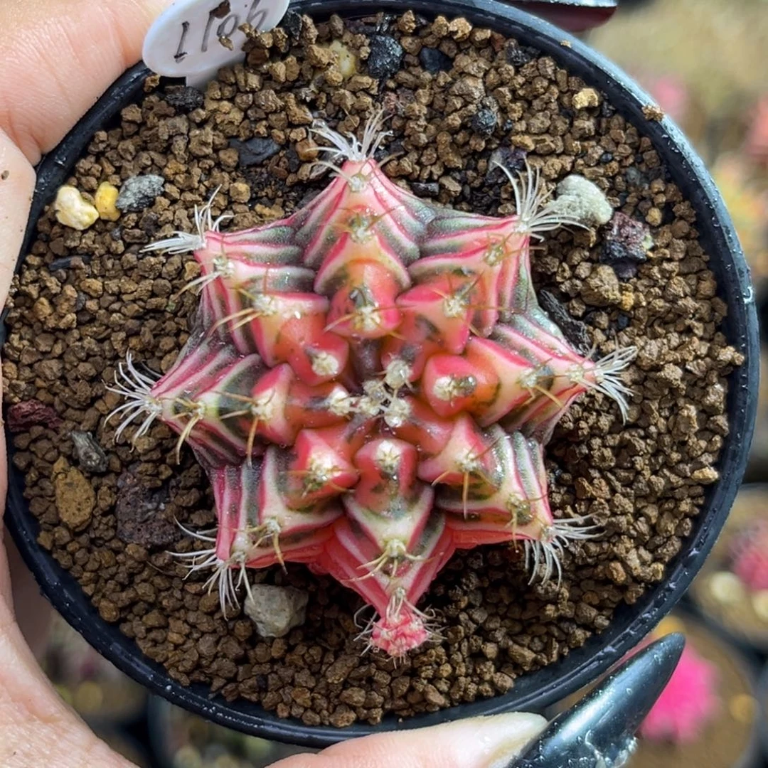 1106 泰系米哈锦 带盆土发货