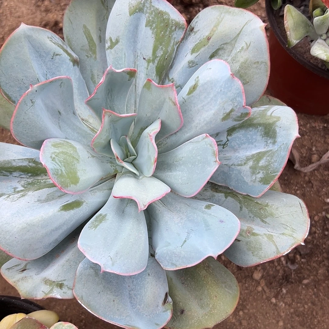 多肉植物布鲁克林蓝