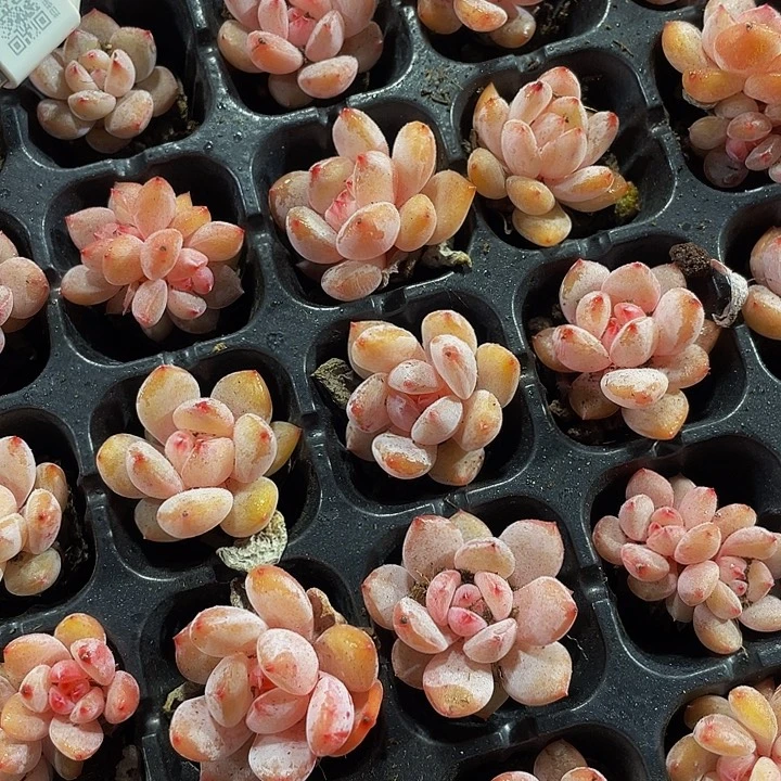 小粉笔1元带土发货