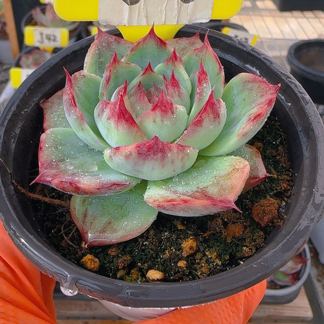 胡****?J36 惊鸿多肉植物