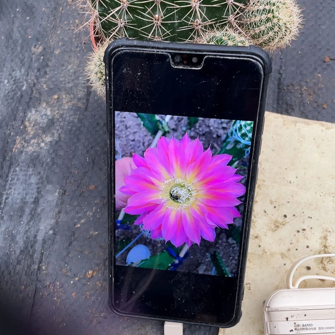 李*华双梦自根球8公分左右