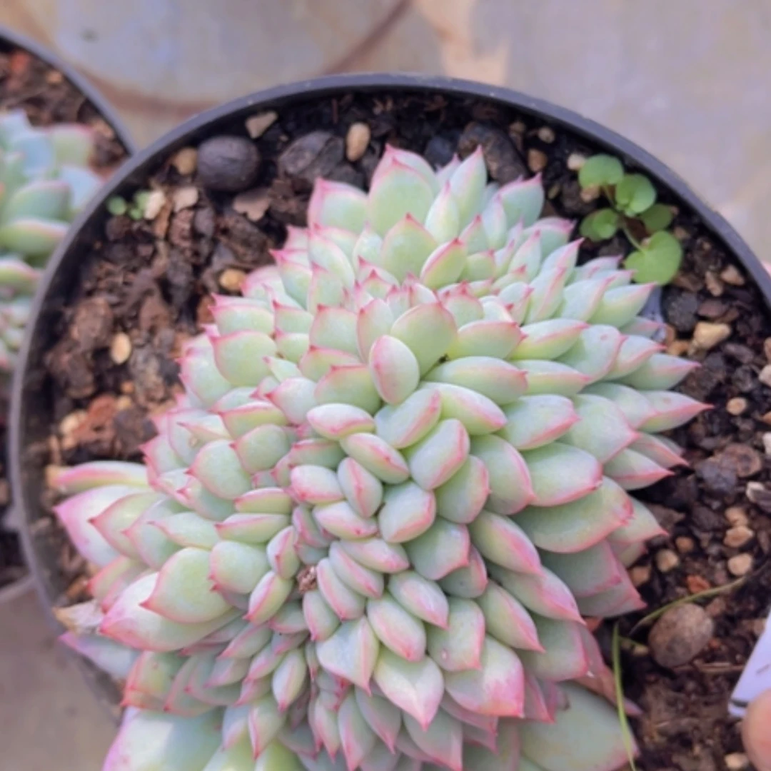 【闪购商品】荷花12160