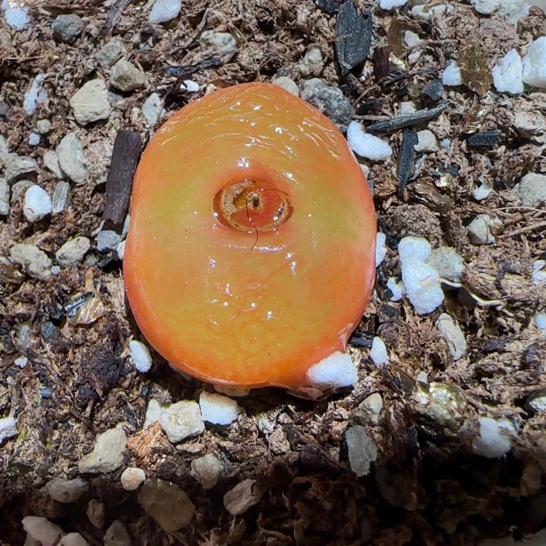 肉锥多肉植物百科-优选水蜜桃母本有疤165