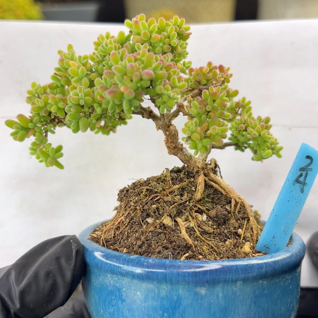 老桩飘枝蜜橘2号
