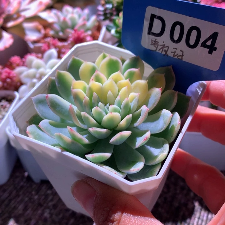 雪夜王子覆轮锦有根