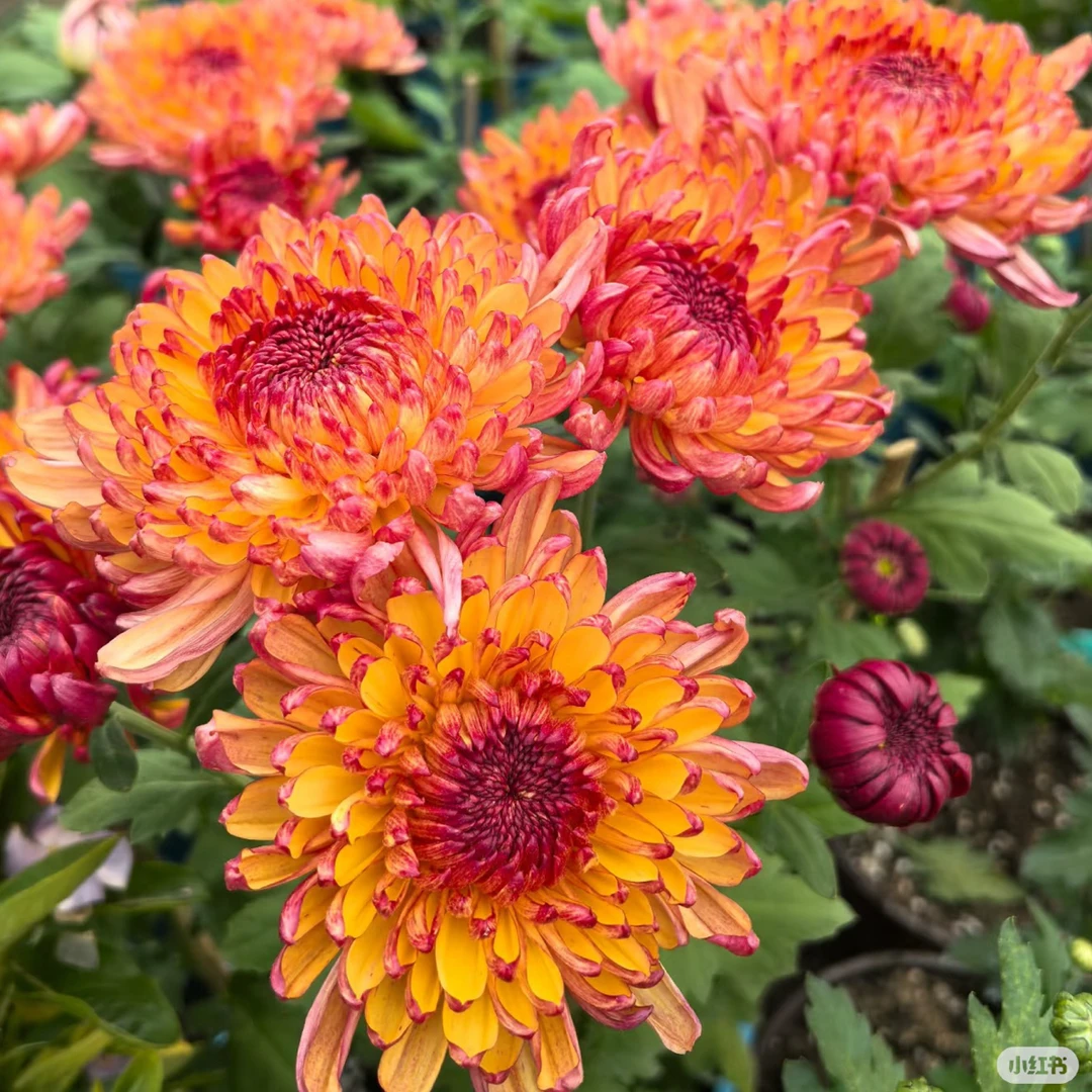 【染脂羞寒菊】大花九月菊耐寒新手好养四季开花室内绿植花卉