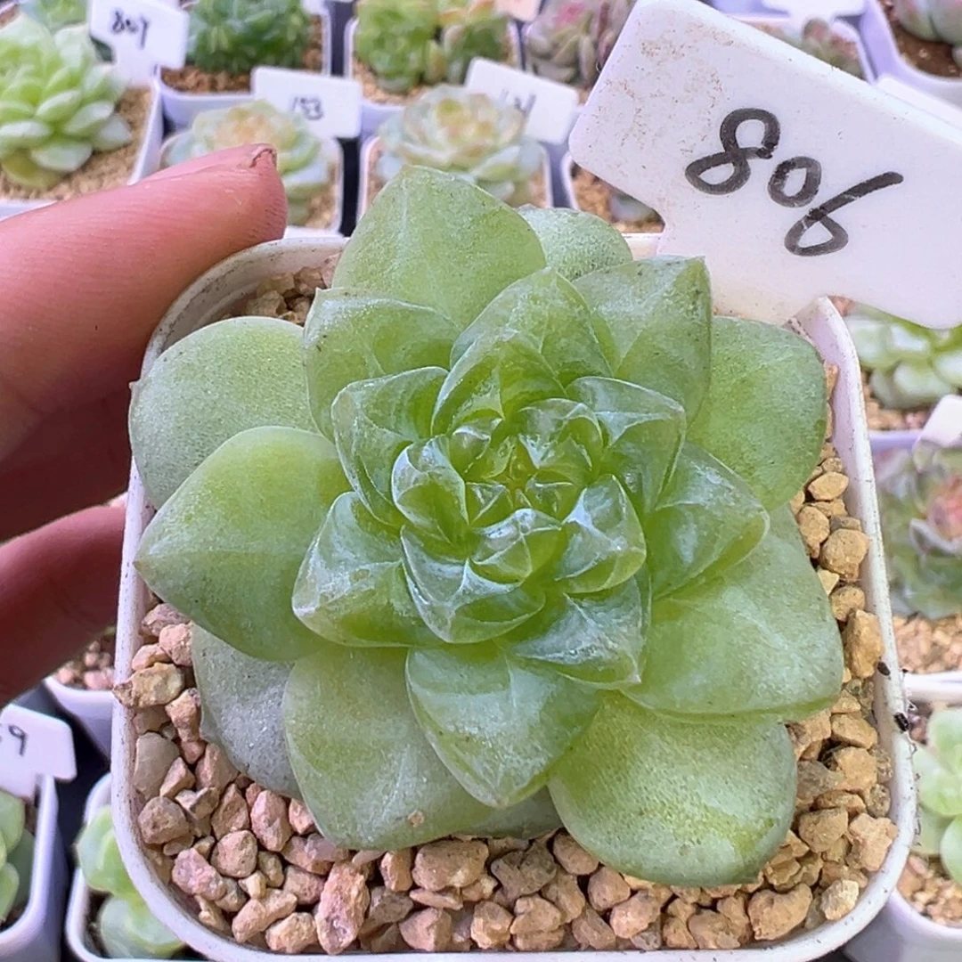 806号啊啊啊啊啊啊啊啊啊