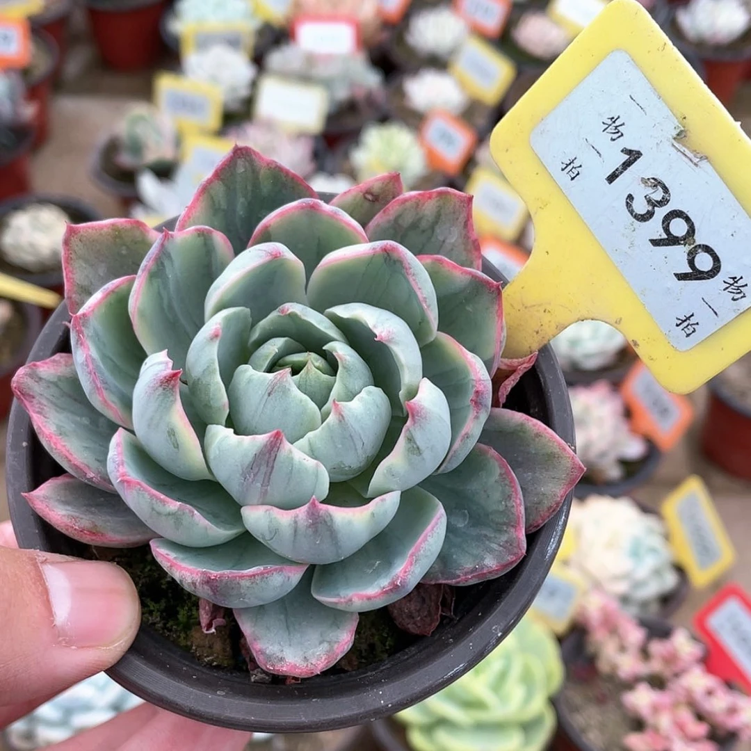 【闪购商品】1399号