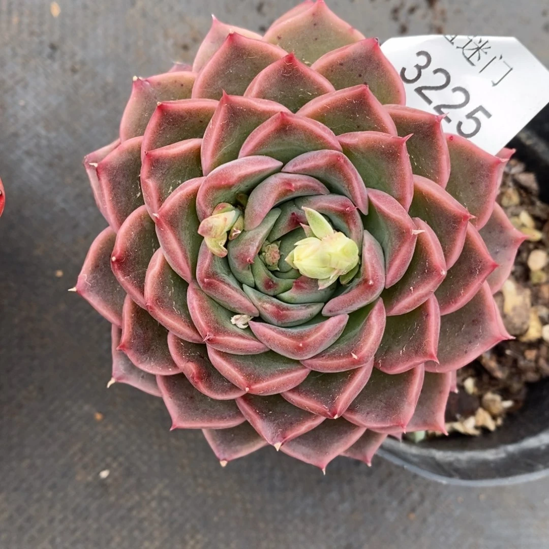 不****调杂交精品多肉3225