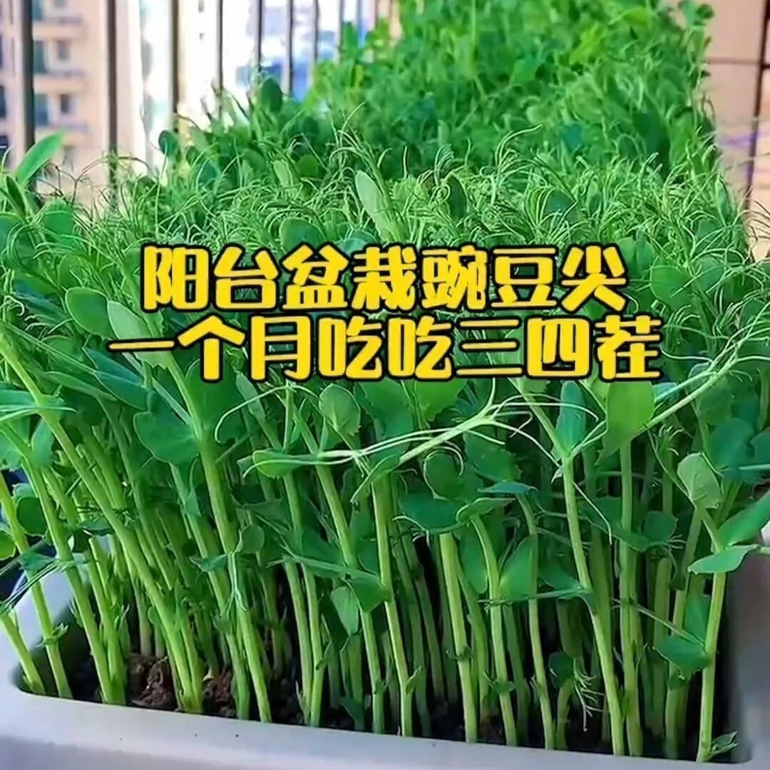 【豌豆尖种子】豌豆苗种子四季易种阳台盆栽芽苗菜春当季爆品新种