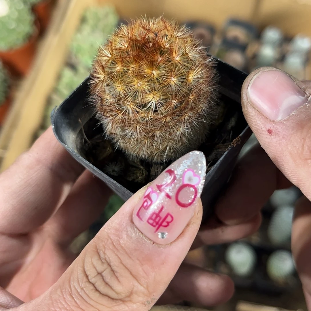 嘉文丸3号单头发货有根