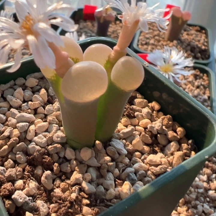 w/852。青蛙5年pv1089 稀有白窗 88折后价