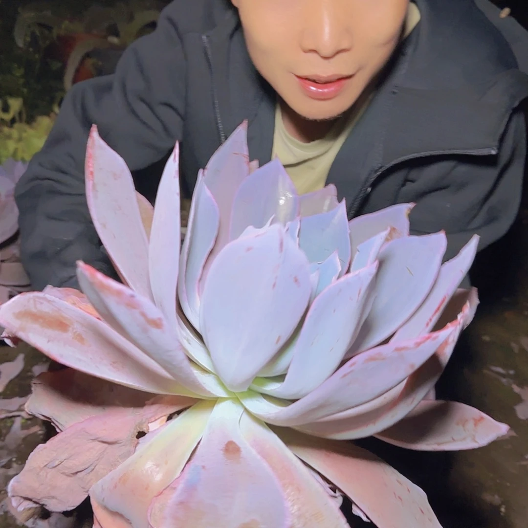 盆栽晚霞仙子多肉多肉