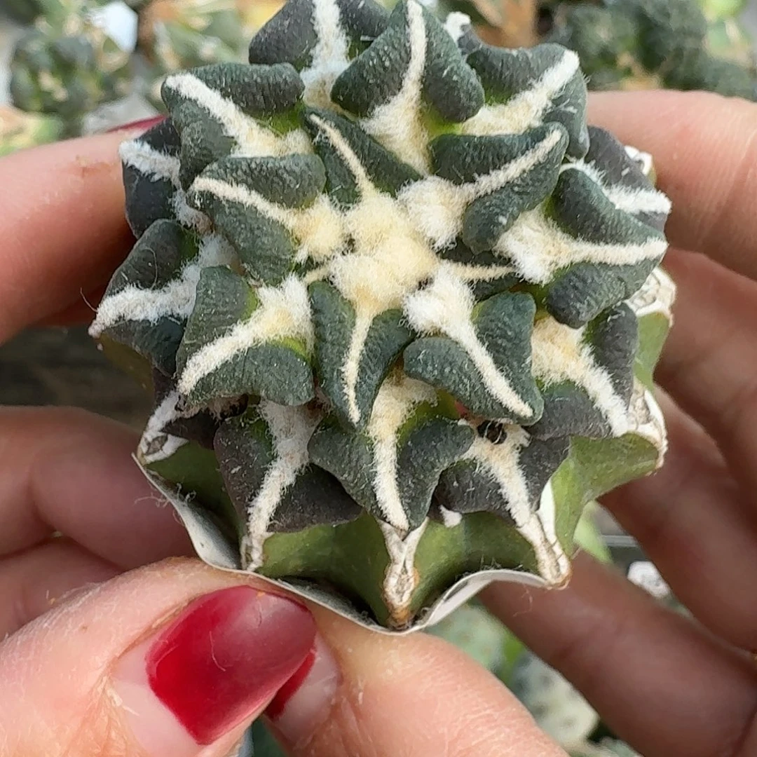 无花朵颗粒大尤黑牡丹551