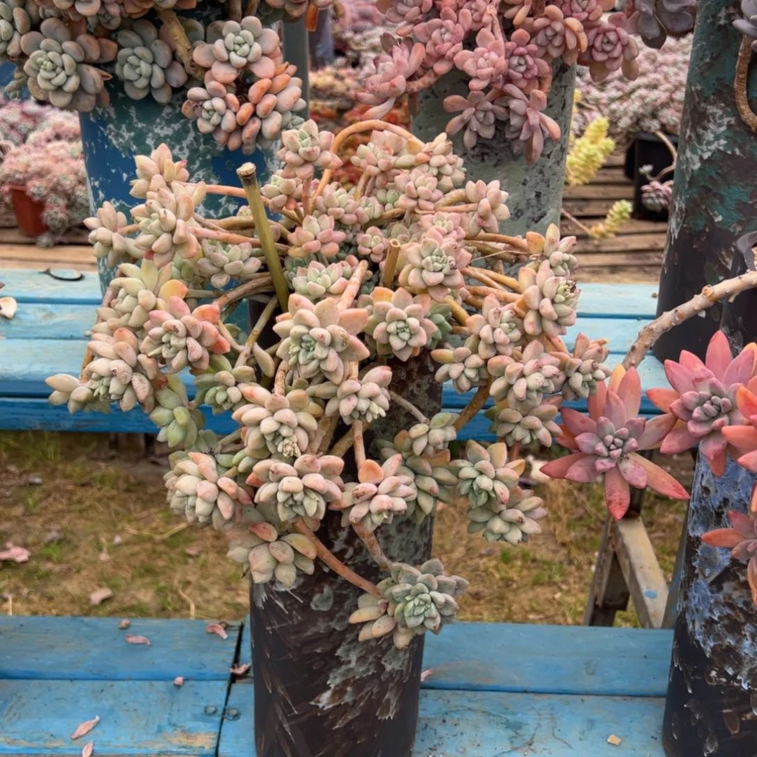 精品雪酪蛋糕妖桩