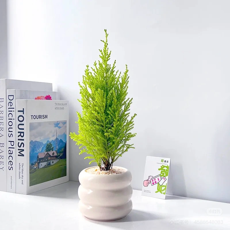 【送铺面石】小香松绿植盆栽桌面办公植物节日礼品礼物圣诞树放轻松