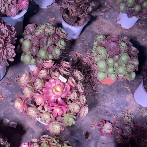 【闪购商品】林**虎空调初恋920暂时寄养