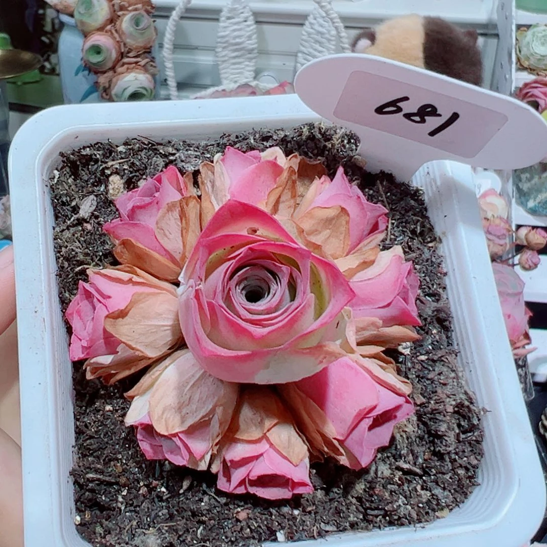 681紫霞仙子手捧花。