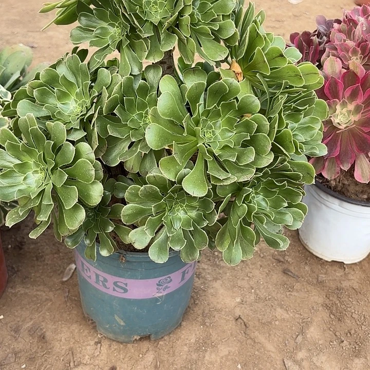 多肉植物原始绿55