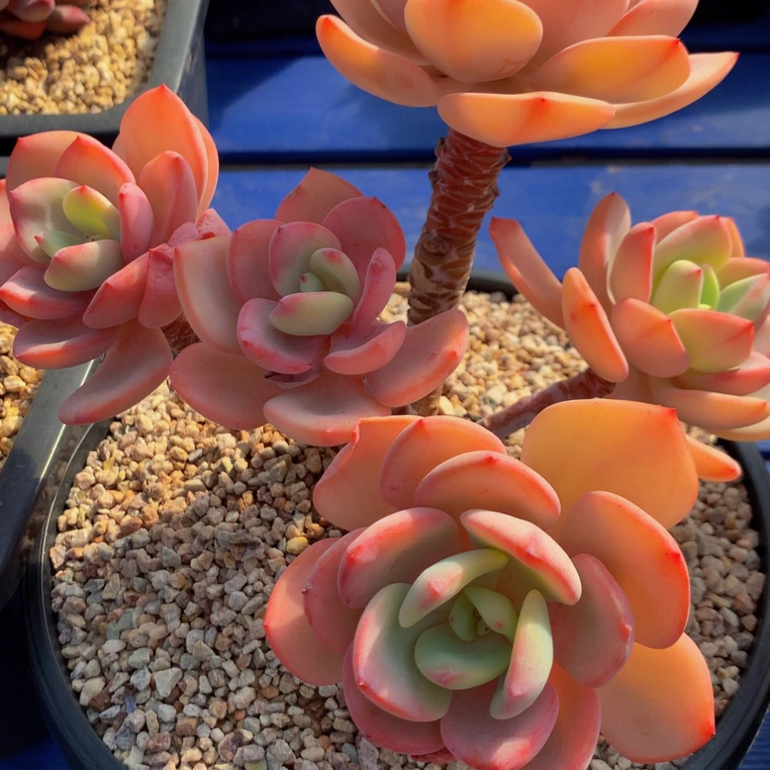 一*白月光肉优选111111111