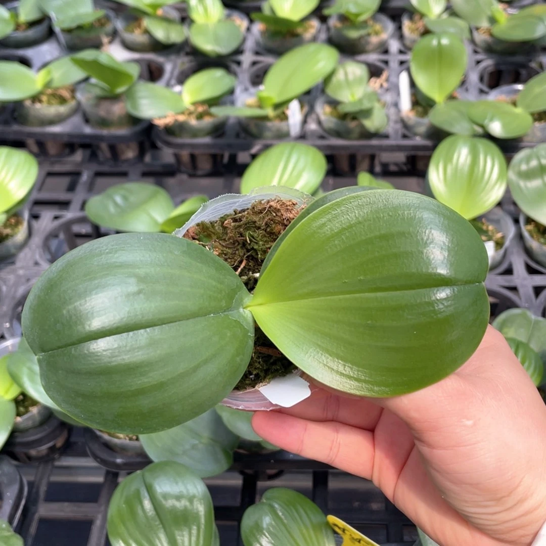 当前无花栽培后可以开花反射龙交奥罗拉，2.5苗刚出根