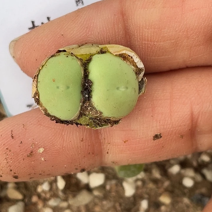 10-67鸽子蛋多肉植物