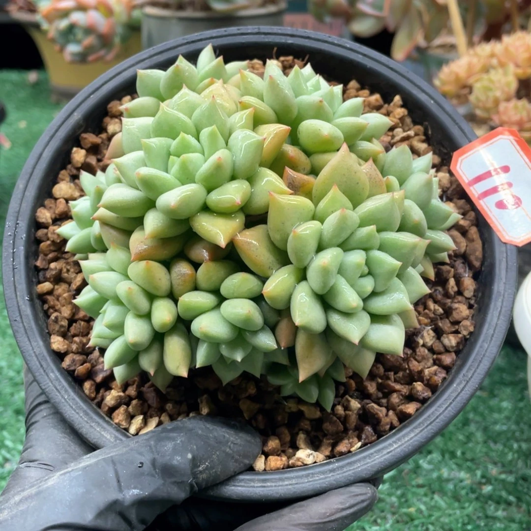 110一起一一拍一拍