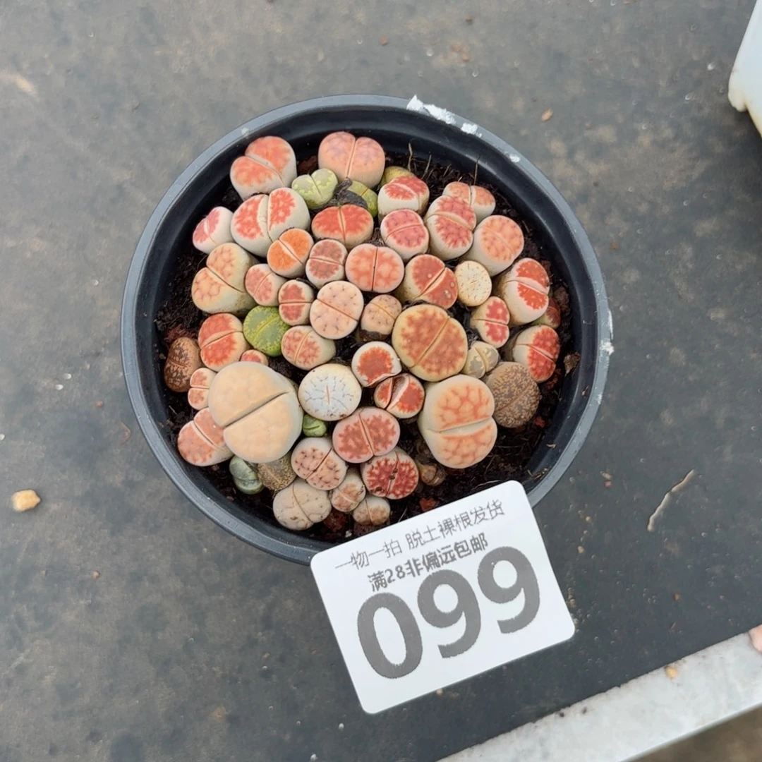 生石花带盆土发货