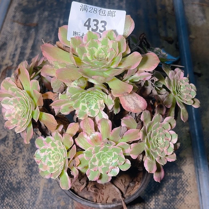 433霁月多肉植物保护