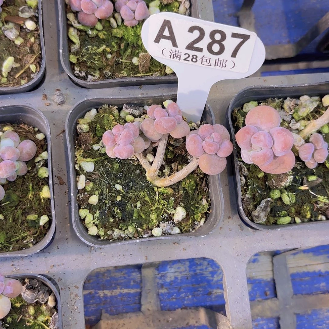 C287腰子蛋一物一拍