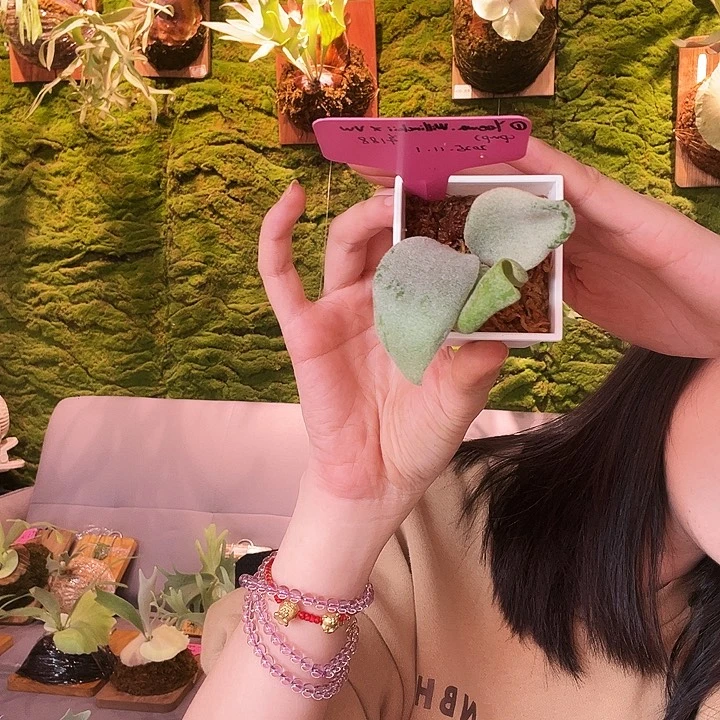 不开花植物Yeewa混爪银