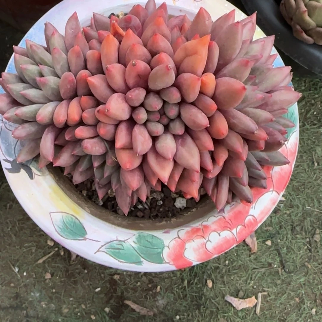 多肉植物多肉植物