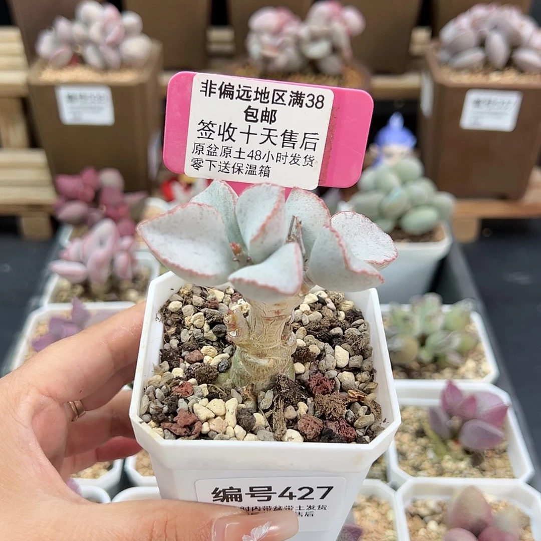 427红边白蛋多肉植物