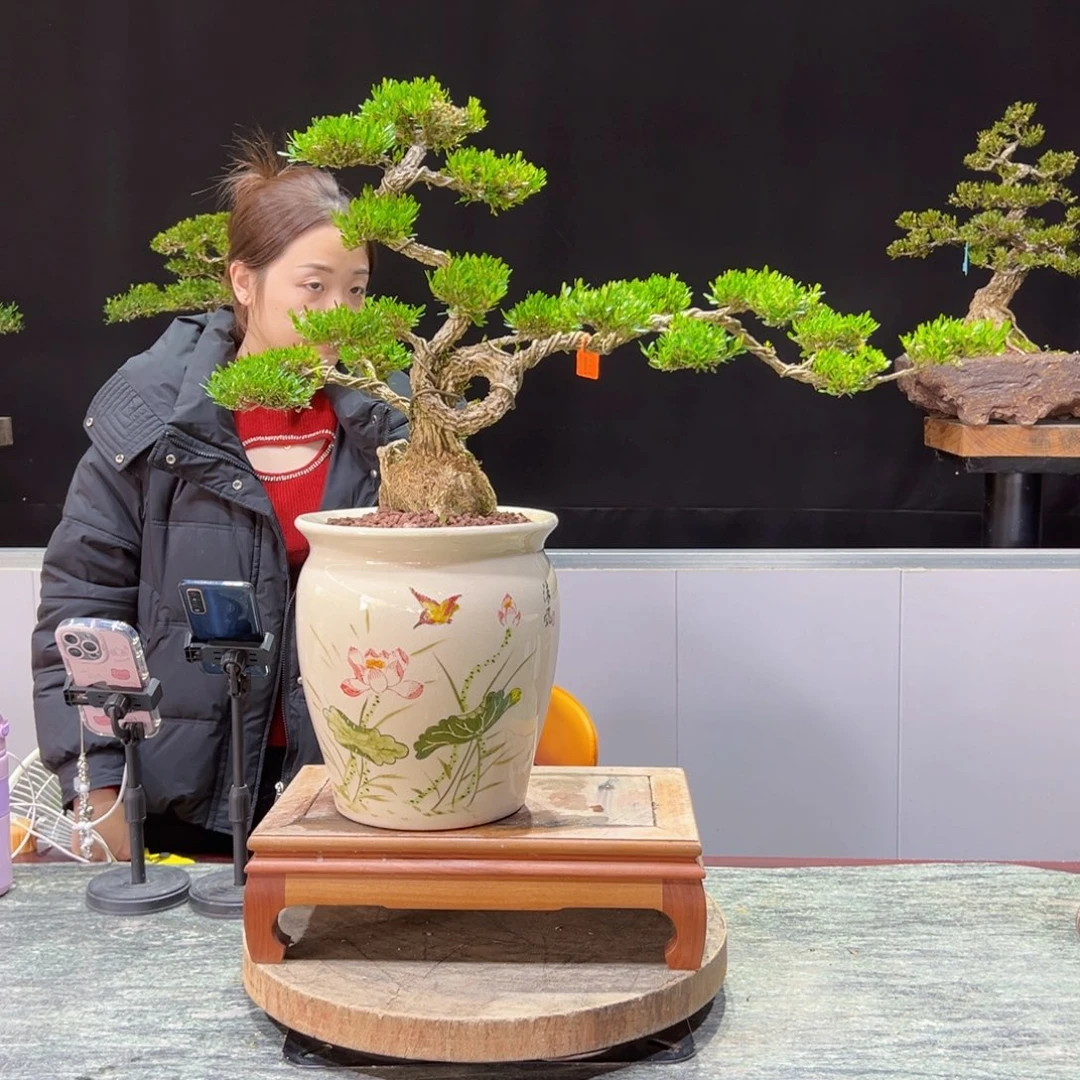 四季常青老桩黄杨盆景