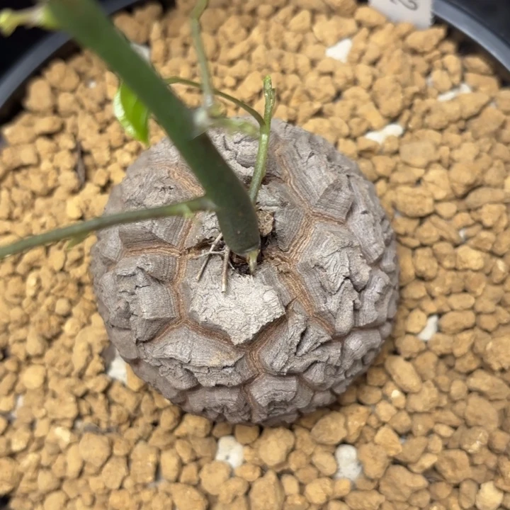 052号龟甲龙带盆包邮