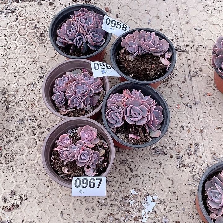 小****0958  60  67  74  71