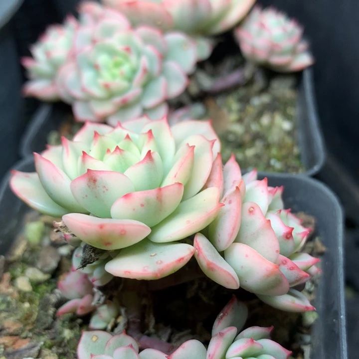 戴伦锦三头群生发货