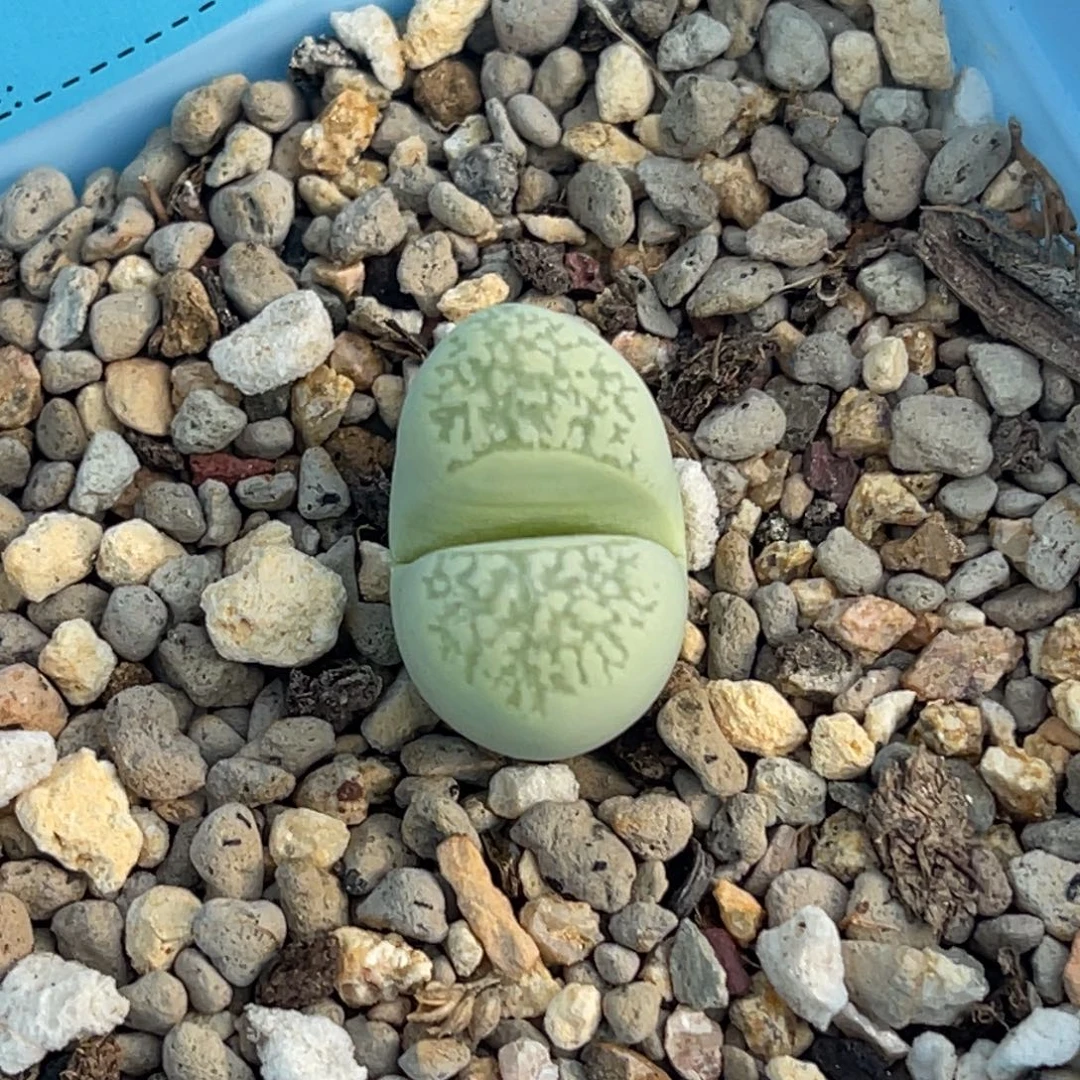 7331绿蛇纹一颗。