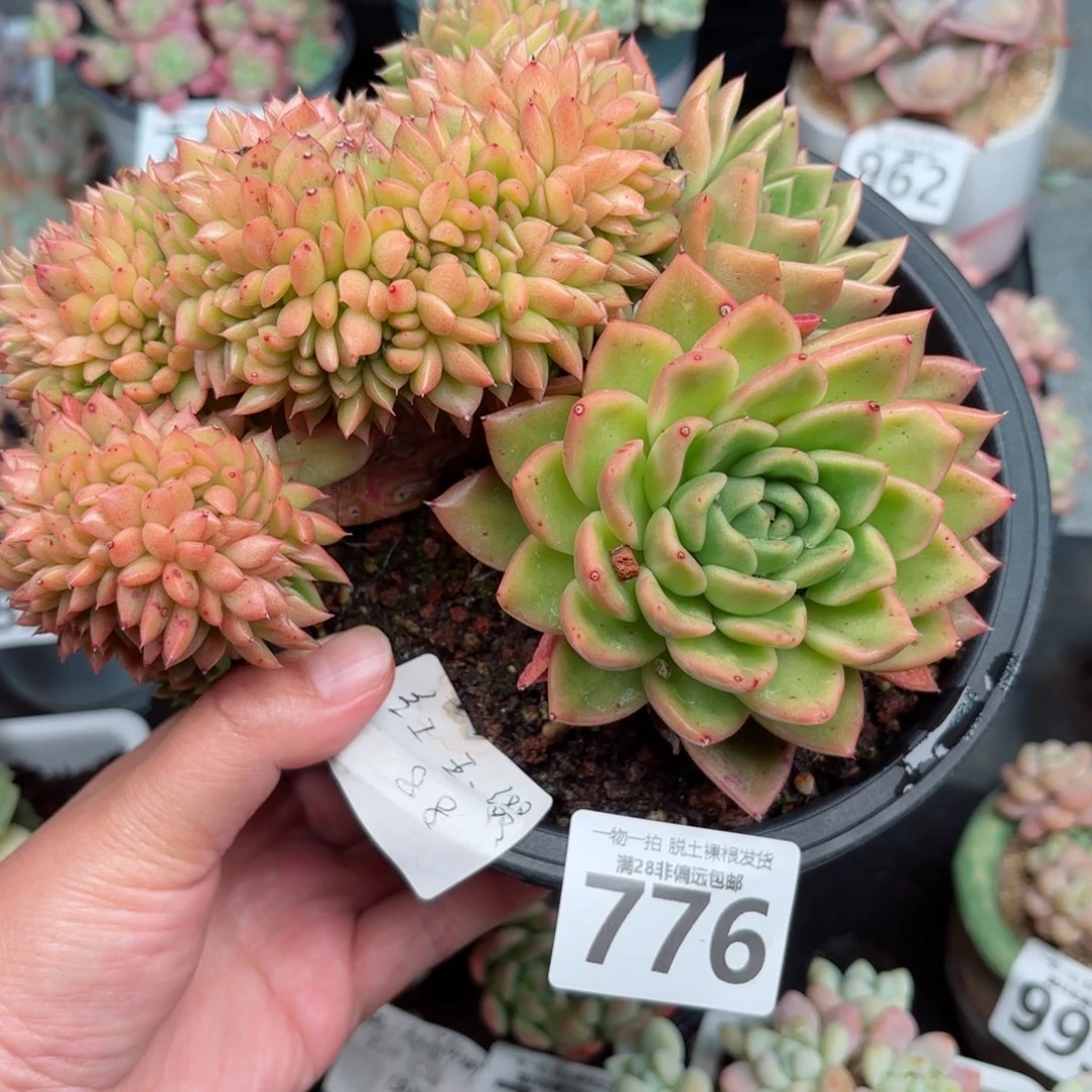 红玉缀无盆土发货