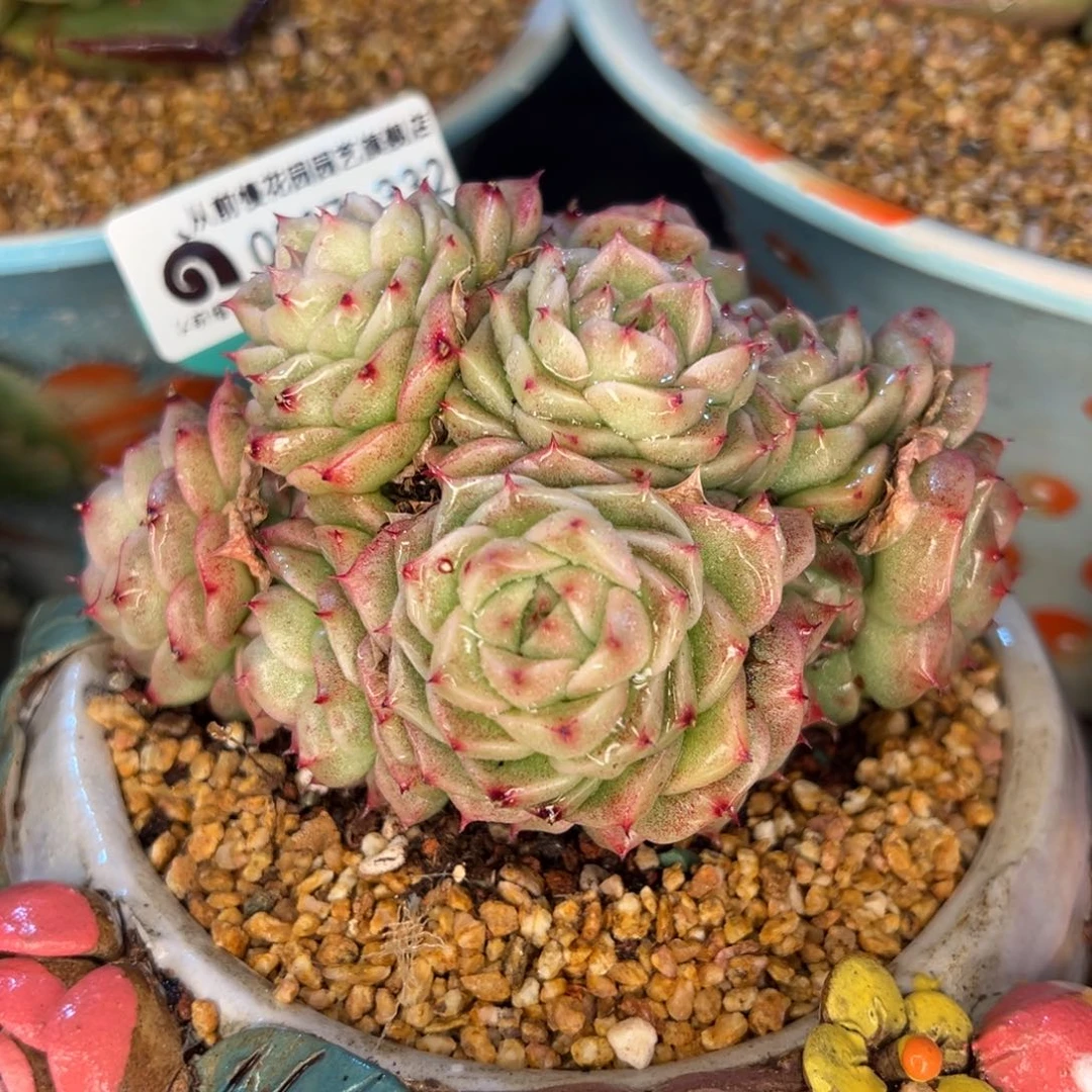 从前慢多肉精选编号0217.332