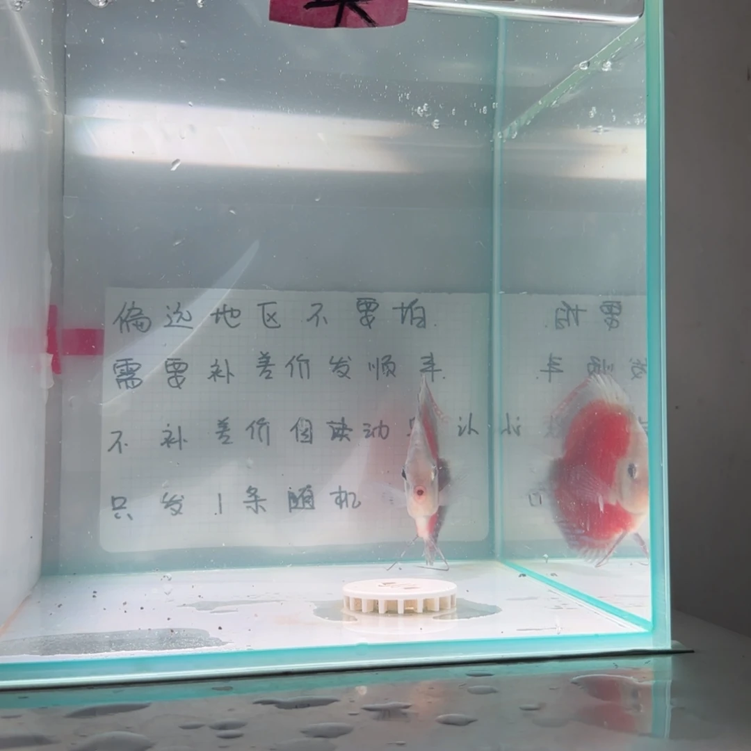 七彩神仙鱼肉身7-8偏远地区不拍
