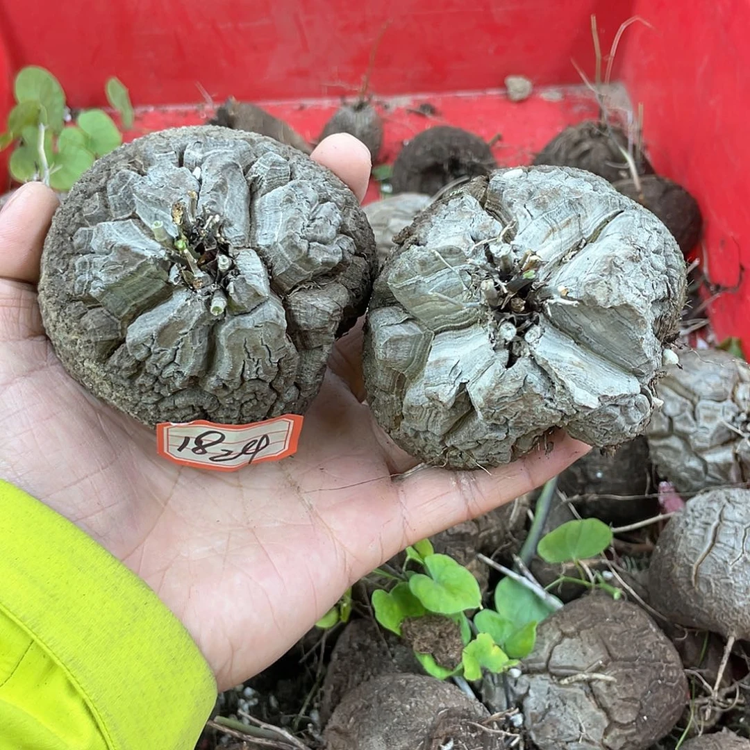 龟甲龙一物一拍1824号2颗